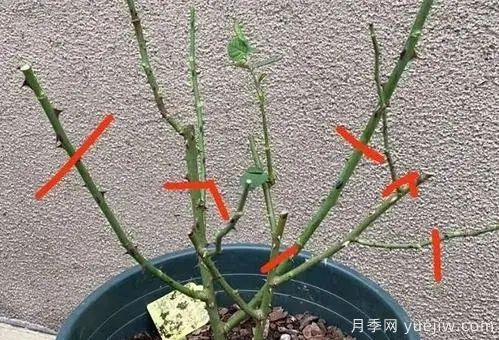二月份月季花管理很重要，查漏補缺進入爆長期(圖1)