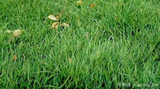 ***全常用草坪品種、優(yōu)點(diǎn)缺點(diǎn)和施工要點(diǎn)(圖5)