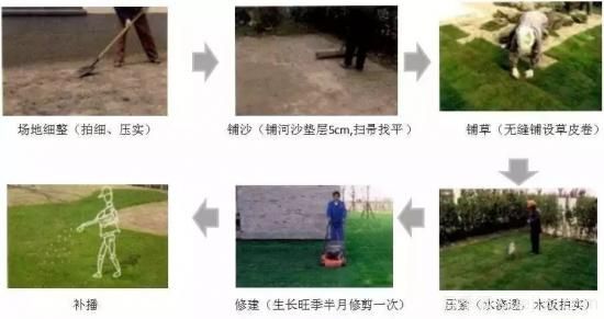 ***全常用草坪品種、優(yōu)點(diǎn)缺點(diǎn)和施工要點(diǎn)(圖12)