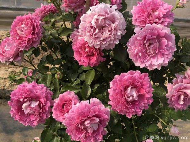 夢幻褶邊月季，花型獨特美麗，多季重復(fù)開花，陽臺精品盆花(圖2)