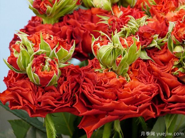 紅眼睛刺激月季的優(yōu)缺點(diǎn)是什么？(圖1)