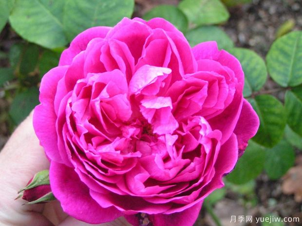 卡基納達紅月季(圖3)