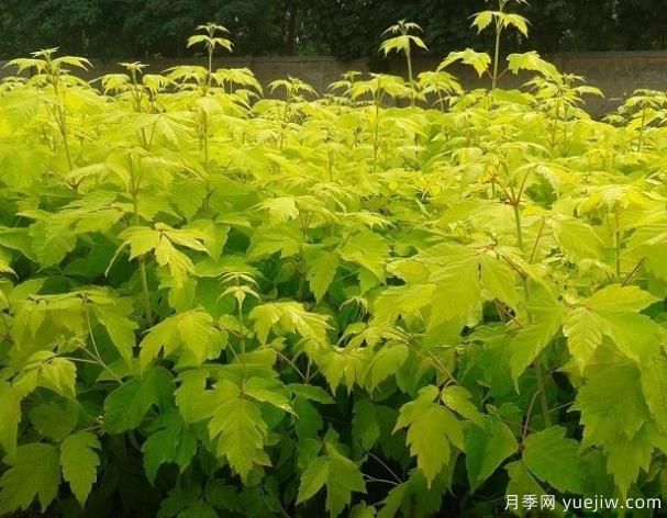 非常耐寒的彩葉植物有哪些？(圖1)