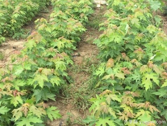 適合東北和西北地區(qū)種植的彩葉苗木有哪些？(圖1)