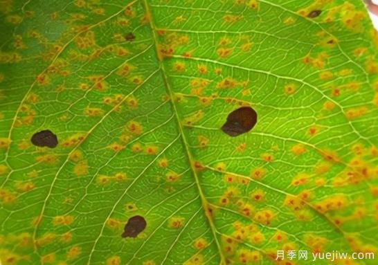 如何分清常見綠化植物病害的癥狀？(圖1)