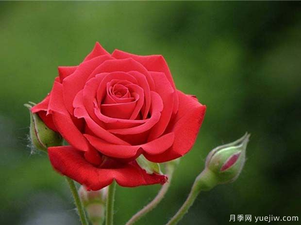 中國(guó)紅雅蘇娜月季的優(yōu)缺點(diǎn)是什么？(圖1)