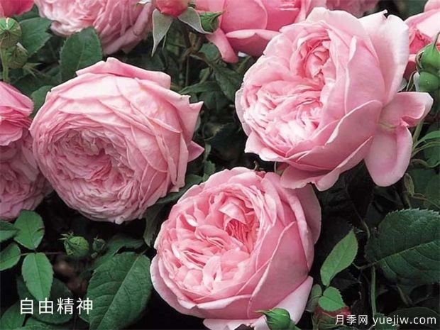 2024年熱門20個(gè)經(jīng)典藤本月季品種，做月季花墻你喜歡(圖8)
