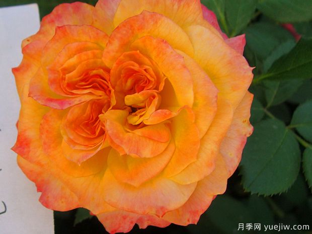 御花園月季的優(yōu)缺點是什么？(圖1)