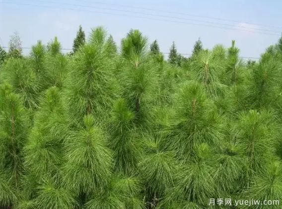 馬尾松苗木種植培育技術(shù)實施要點(圖1)