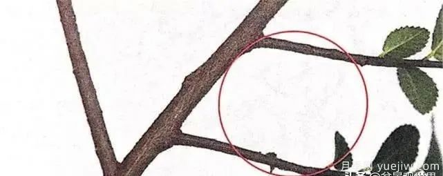 養(yǎng)好月季盆景的5種枝條修剪方法，輕松做盆景(圖2)