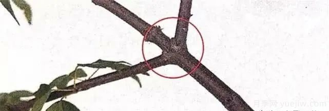 養(yǎng)好月季盆景的5種枝條修剪方法，輕松做盆景(圖5)