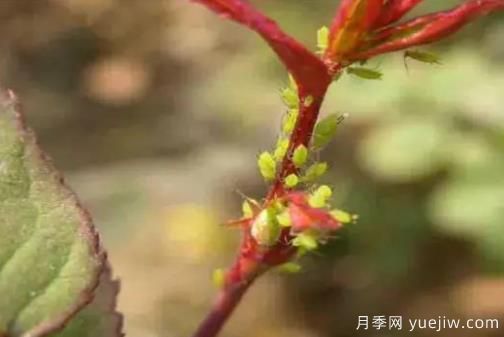 花木蚜蟲(chóng)防治技術(shù)分享(圖1)
