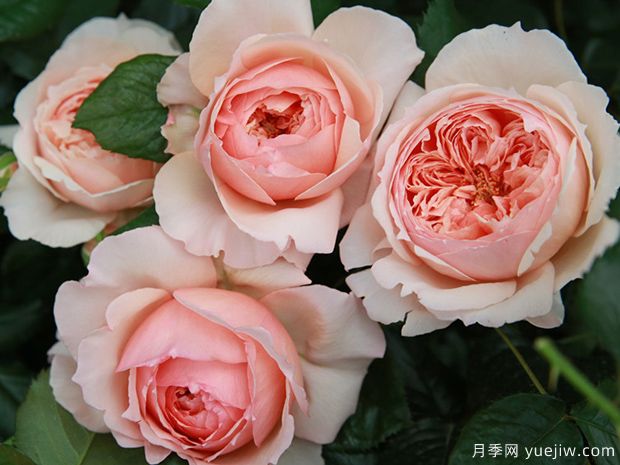 真宙月季，耐熱不耐曬，適合二廣花友的美麗月季(圖1)