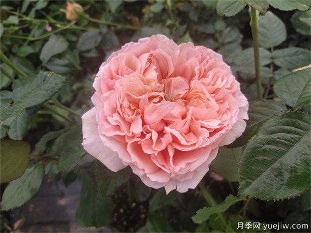 推薦10款網(wǎng)紅月季，漂亮又好養(yǎng)的歐月(圖6)