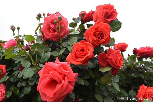 曲靖高桿月季溫暖綻放，打造麒麟城靚麗景觀(圖4)