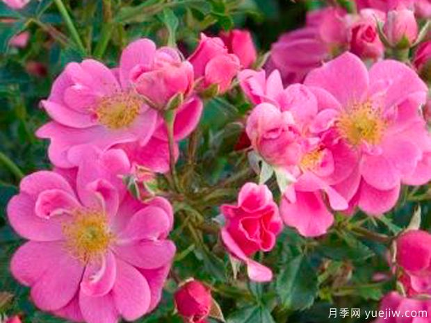 粉色蜜蜂樂園月季/明亮粉色引蝶月季(圖1)