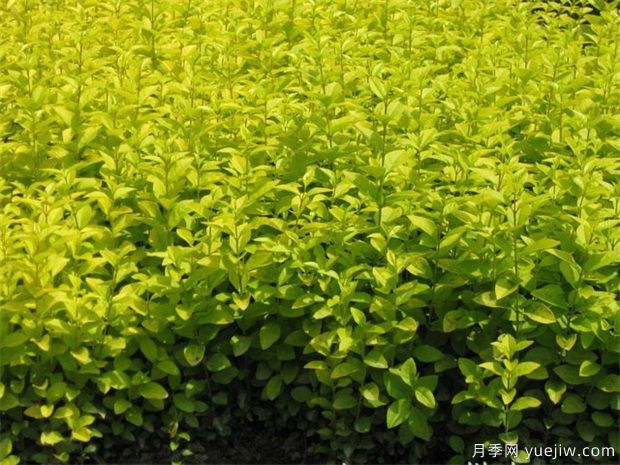 園林植物相生相克表，不要種在一起(圖1)
