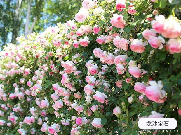 新手養(yǎng)殖月季花，5個基本點要熟知才能養(yǎng)好(圖1)