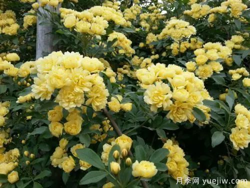 黃木香開花好看又好聞，快速花墻(圖2)