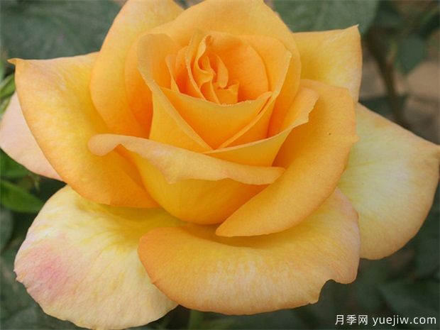 10個(gè)經(jīng)典的大花月季品種推薦(圖9)