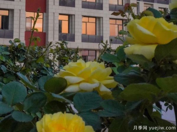 黃岡科技職業(yè)學(xué)院，然有月季，亭亭玉立(圖2)