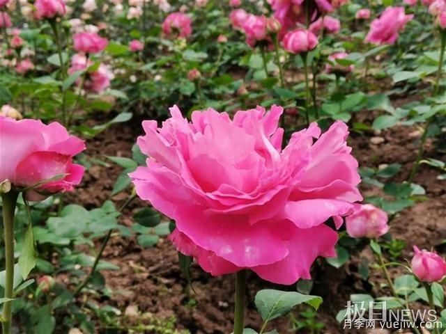 武漢市第十三屆月季展，青山和平公園等你來打卡(圖5)