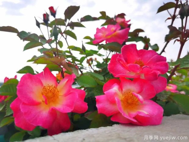 杭州高架月季盛開，200萬株月季花裝扮空中花廊(圖3)