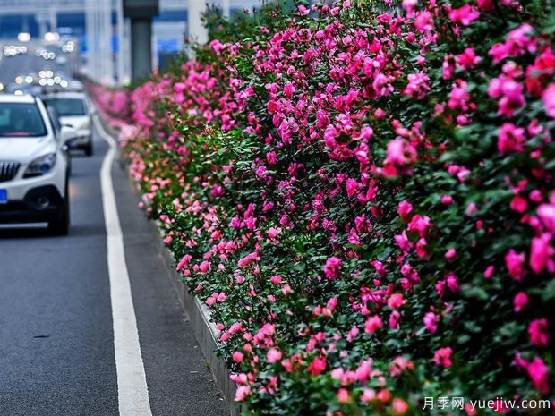 湖北武漢二環(huán)月季開放，48公里全線成景觀花海大道(圖1)