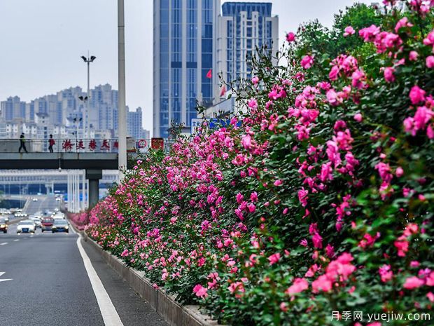 湖北武漢二環(huán)月季開放，48公里全線成景觀花海大道(圖3)