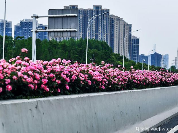 湖北武漢二環(huán)月季開放，48公里全線成景觀花海大道(圖4)