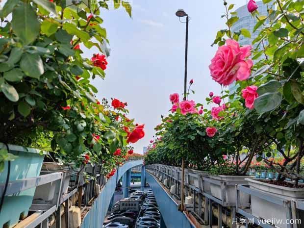 1.2萬株月季盛開，南昌八一橋景觀花廊擁抱春景(圖1)