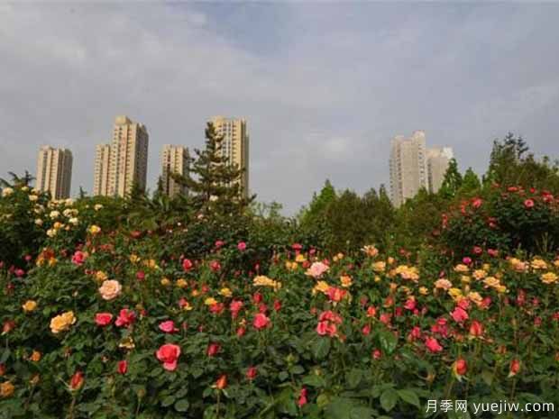 鄭州月季市花文化和景觀(guān)圖集(圖7)