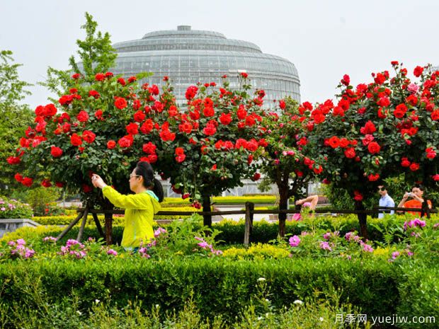 鄭州月季市花文化和景觀(guān)圖集(圖1)