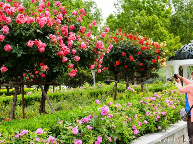 鄭州月季市花文化和景觀(guān)圖集(圖2)