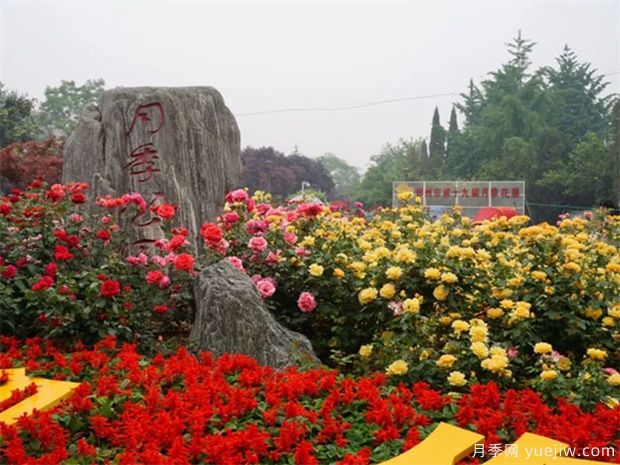 鄭州月季市花文化和景觀(guān)圖集(圖3)