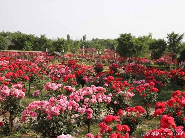 鄭州月季市花文化和景觀(guān)圖集(圖4)