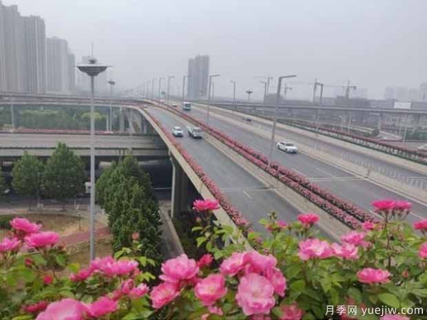 鄭州月季市花文化和景觀(guān)圖集(圖6)
