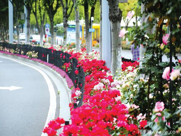 寧波月季應用和景觀圖集(圖3)