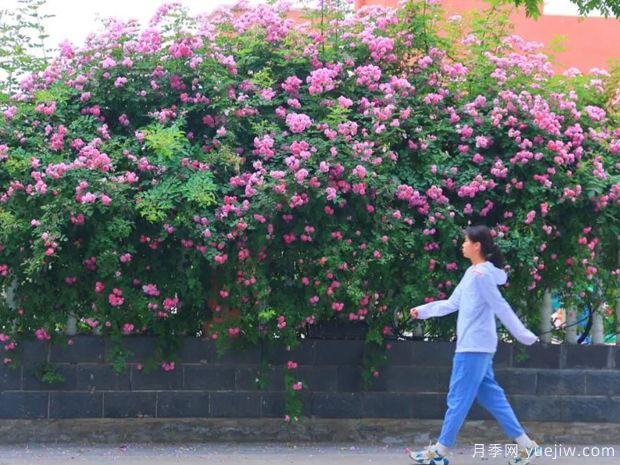 開封月季應用和景觀圖集(圖1)