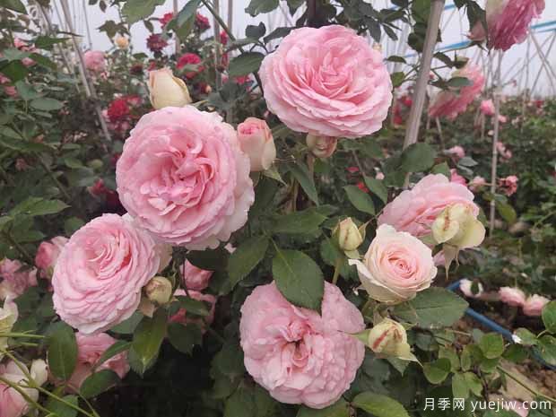 推薦3種藤本月季，打造絕美花墻，長(zhǎng)勢(shì)好花量大(圖1)