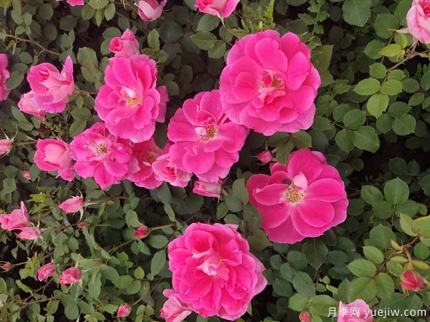 工程盆栽月季品種，買月季花到南陽月季種植基地(圖3)
