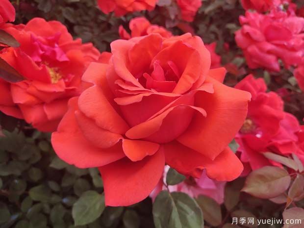 十個(gè)經(jīng)典大花月季品種介紹，花香濃郁，花朵大似巴掌(圖2)