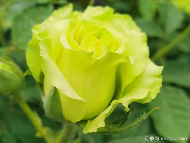 精選10個月季，紅黃粉白橙紫藍綠復色款月季花佩奇(圖4)
