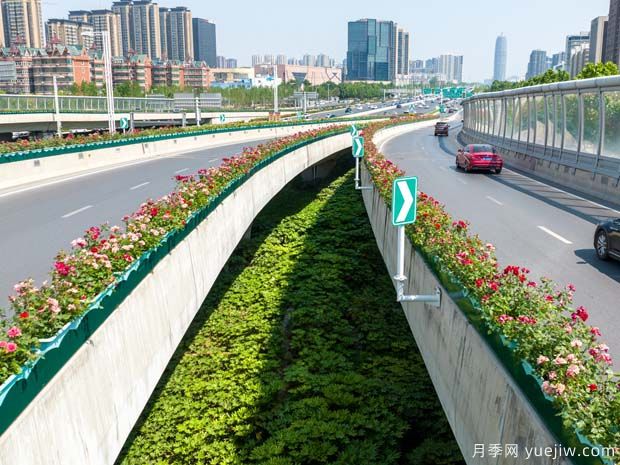 鄭州月季花路，生態(tài)廊道彩繪綠都花季(圖2)