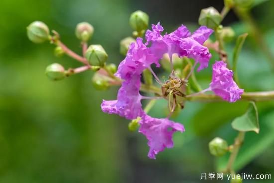 植物專類園帶火的苗木有哪些，月季園火了(圖3)