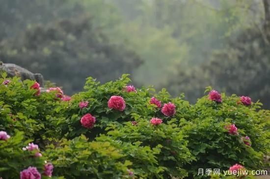 植物專類園帶火的苗木有哪些，月季園火了(圖2)
