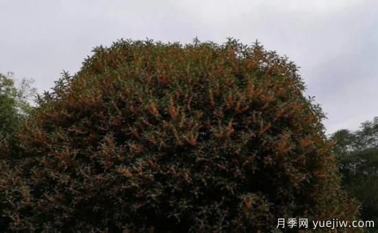 植物專類園帶火的苗木有哪些，月季園火了(圖8)