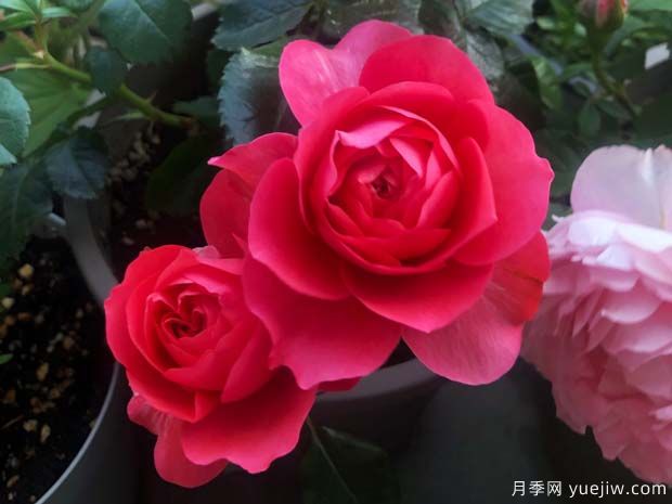 香奈兒陽(yáng)臺(tái)月季(圖1)