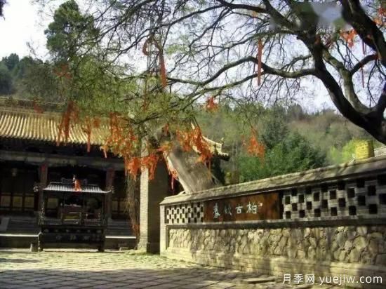 公認(rèn)的9種頂級古樹名木是哪些？(圖1)