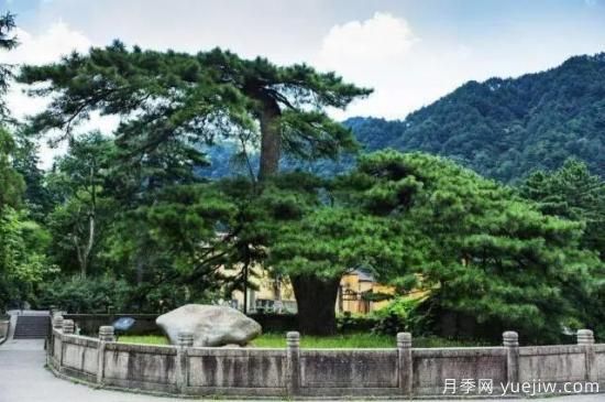 公認(rèn)的9種頂級古樹名木是哪些？(圖4)